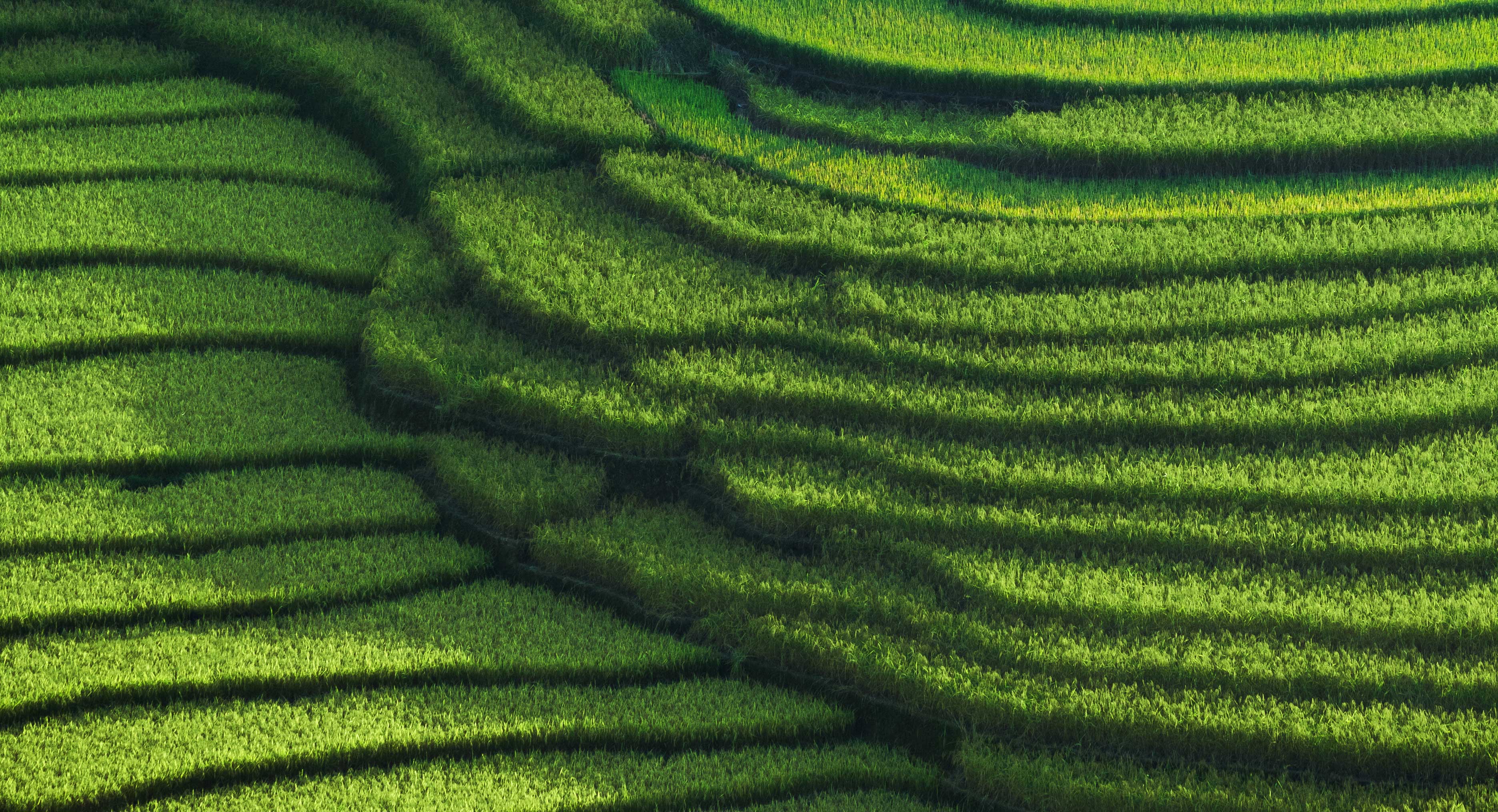 cs-texture